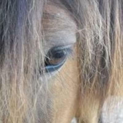 Ferme Equestre Les Chevaliers Hotell Penol Exteriör bild